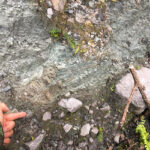 Mike is pointing at an important geological contact. Above it are altered green cataclasites, which originated as sediments on the Pacific ocean floor over 100 million years ago, and have been buried to depths of 35km then uplifted. Beneath it are grey gravels that were deposited near Earth’s surface in the last glacial period only 17 thousand years ago. This contact is the Alpine Fault, the boundary between the Pacific and Australian tectonic plates in New Zealand’s South Island. The green rocks slide over the gravels about 8m during huge earthquakes every 300 years or so.